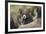 Bighorn sheep ram-Ken Archer-Framed Photographic Print