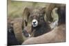 Bighorn sheep ram-Ken Archer-Mounted Photographic Print