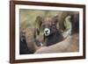 Bighorn sheep ram-Ken Archer-Framed Photographic Print