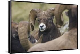 Bighorn sheep ram-Ken Archer-Framed Stretched Canvas