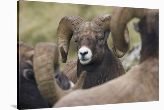 Bighorn sheep ram-Ken Archer-Stretched Canvas