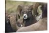 Bighorn sheep ram-Ken Archer-Stretched Canvas