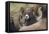 Bighorn sheep ram-Ken Archer-Framed Stretched Canvas