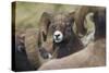 Bighorn sheep ram-Ken Archer-Stretched Canvas