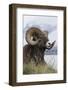 Bighorn Sheep Ram-Ken Archer-Framed Photographic Print