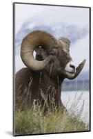 Bighorn Sheep Ram-Ken Archer-Mounted Photographic Print