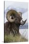 Bighorn Sheep Ram-Ken Archer-Stretched Canvas