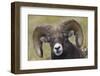 Bighorn sheep ram-Ken Archer-Framed Photographic Print