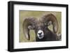 Bighorn sheep ram-Ken Archer-Framed Photographic Print