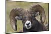 Bighorn sheep ram-Ken Archer-Mounted Photographic Print