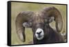 Bighorn sheep ram-Ken Archer-Framed Stretched Canvas