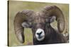 Bighorn sheep ram-Ken Archer-Stretched Canvas