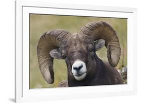 Bighorn sheep ram-Ken Archer-Framed Premium Photographic Print