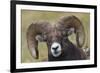 Bighorn sheep ram-Ken Archer-Framed Premium Photographic Print