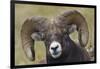 Bighorn sheep ram-Ken Archer-Framed Photographic Print