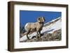 Bighorn sheep ram-Ken Archer-Framed Photographic Print