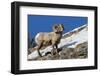 Bighorn sheep ram-Ken Archer-Framed Photographic Print