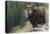 Bighorn sheep rams-Ken Archer-Stretched Canvas