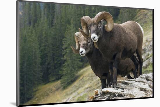 Bighorn sheep rams-Ken Archer-Mounted Photographic Print