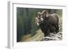 Bighorn sheep rams-Ken Archer-Framed Photographic Print