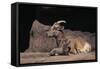 Bighorn Sheep with Offspring-DLILLC-Framed Stretched Canvas