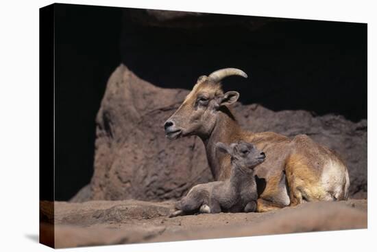 Bighorn Sheep with Offspring-DLILLC-Stretched Canvas