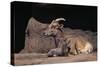 Bighorn Sheep with Offspring-DLILLC-Stretched Canvas