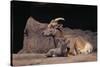 Bighorn Sheep with Offspring-DLILLC-Stretched Canvas