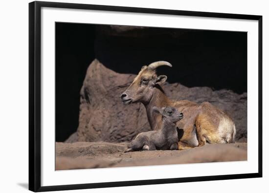 Bighorn Sheep with Offspring-DLILLC-Framed Photographic Print