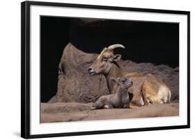 Bighorn Sheep with Offspring-DLILLC-Framed Photographic Print