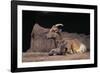 Bighorn Sheep with Offspring-DLILLC-Framed Photographic Print