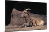 Bighorn Sheep with Offspring-DLILLC-Mounted Photographic Print