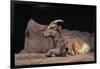 Bighorn Sheep with Offspring-DLILLC-Framed Photographic Print