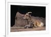 Bighorn Sheep with Offspring-DLILLC-Framed Photographic Print