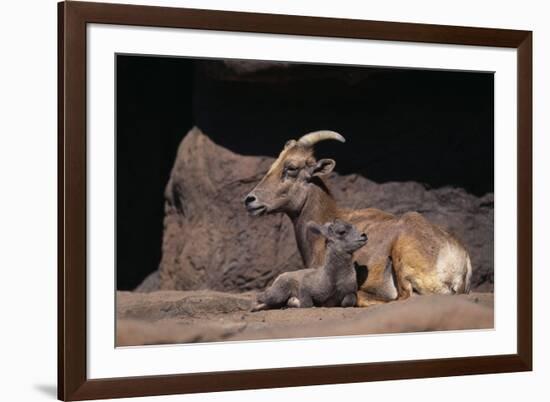 Bighorn Sheep with Offspring-DLILLC-Framed Photographic Print