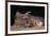 Bighorn Sheep with Offspring-DLILLC-Framed Photographic Print