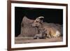 Bighorn Sheep with Offspring-DLILLC-Framed Photographic Print