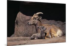 Bighorn Sheep with Offspring-DLILLC-Mounted Photographic Print