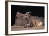 Bighorn Sheep with Offspring-DLILLC-Framed Photographic Print