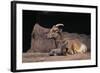 Bighorn Sheep with Offspring-DLILLC-Framed Photographic Print