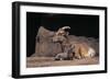 Bighorn Sheep with Offspring-DLILLC-Framed Photographic Print