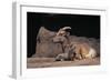 Bighorn Sheep with Offspring-DLILLC-Framed Photographic Print