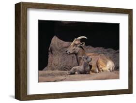 Bighorn Sheep with Offspring-DLILLC-Framed Photographic Print