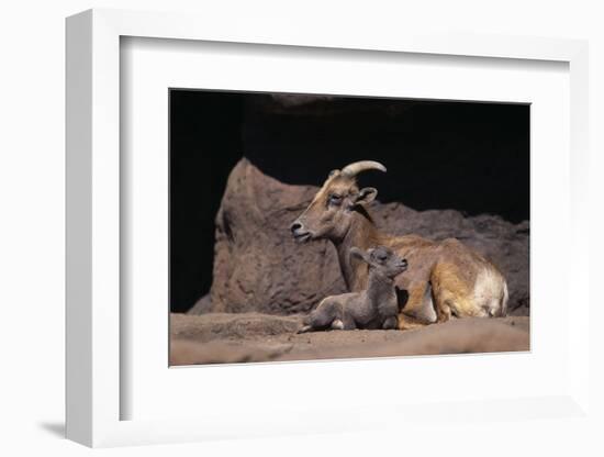 Bighorn Sheep with Offspring-DLILLC-Framed Photographic Print