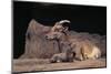 Bighorn Sheep with Offspring-DLILLC-Mounted Photographic Print
