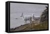 Bighorn Sheep-null-Framed Stretched Canvas