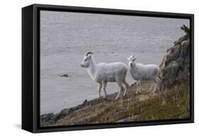 Bighorn Sheep-null-Framed Stretched Canvas