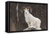 Bighorn Sheep-null-Framed Stretched Canvas