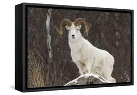 Bighorn Sheep-null-Framed Stretched Canvas