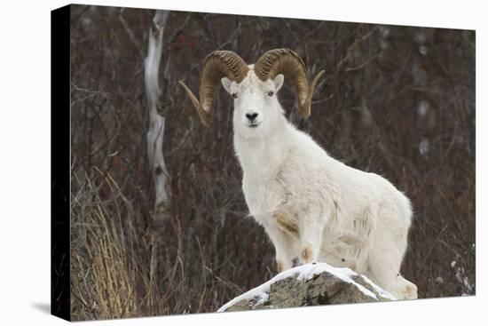 Bighorn Sheep-null-Stretched Canvas